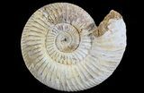 Perisphinctes Ammonite - Jurassic #68187-1